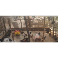 Indigenous Poultry Farming