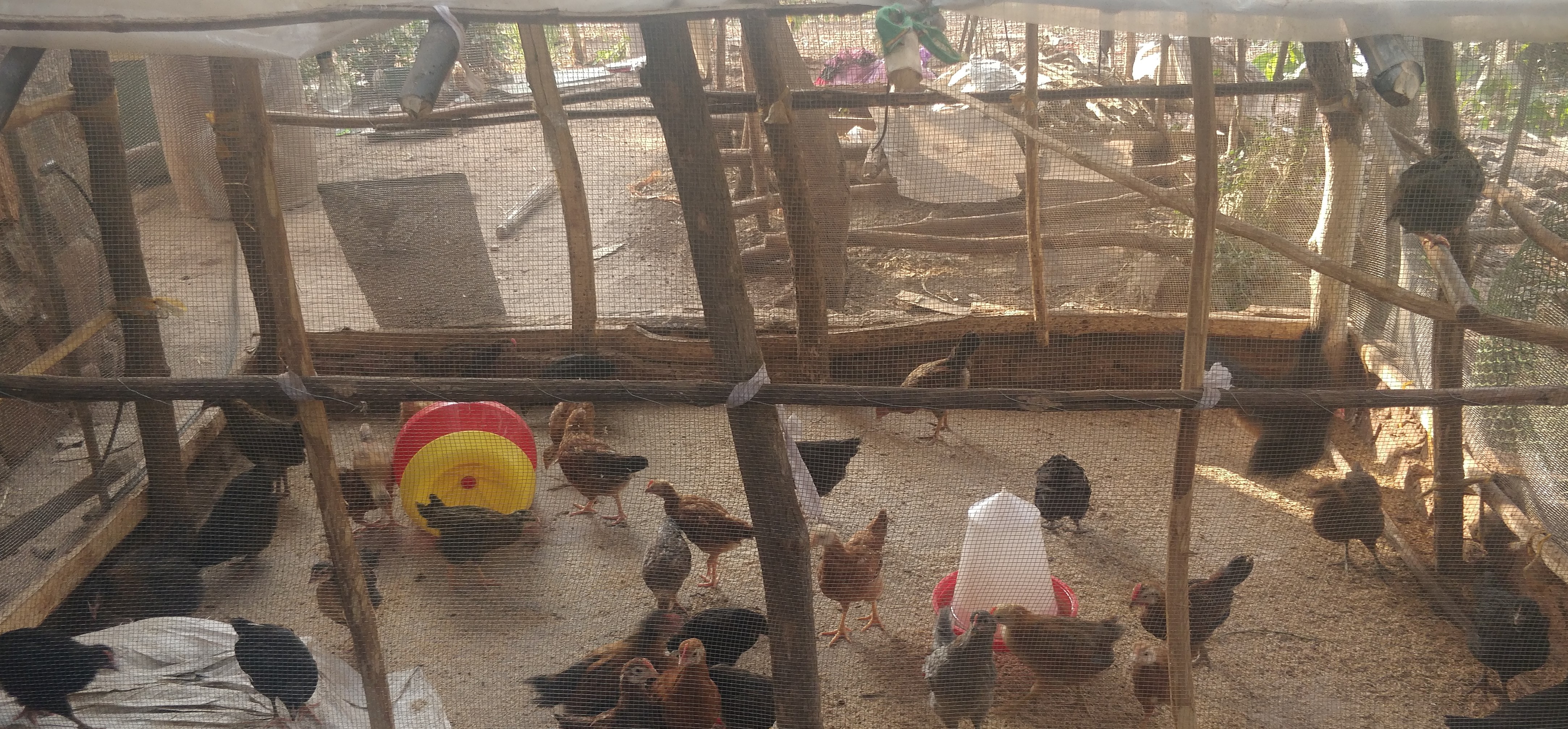 Indigenous Poultry Farming